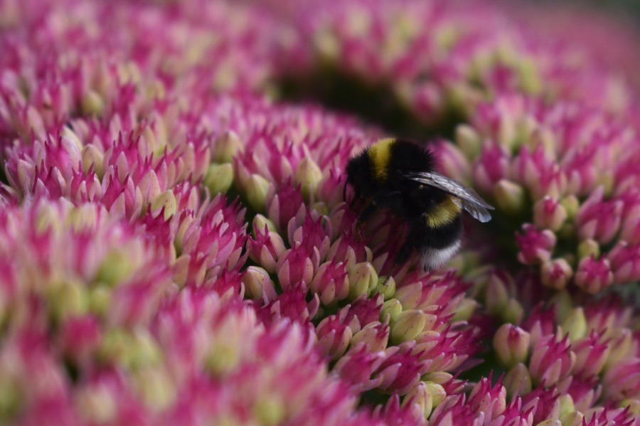 Bumblebee on a sedum